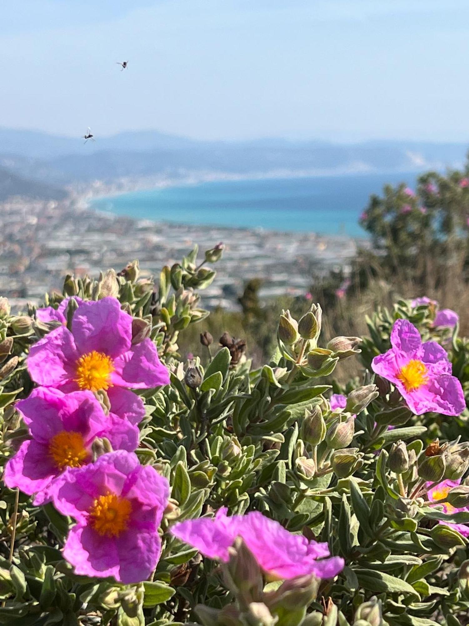 Le Torri Riviera Holiday 阿尔本加 外观 照片
